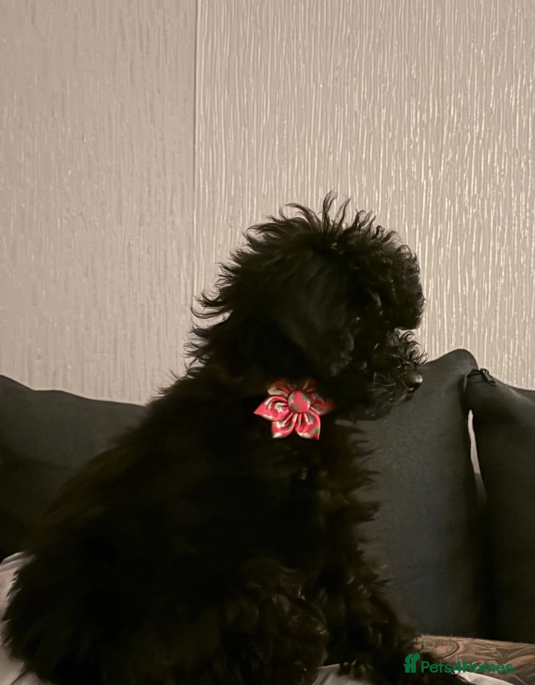 Miniature Poodle dogs for sale: Miniature Poodle for sale - Advert 5