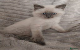 Ragdoll cats for sale: Top quality pure-bred Rag-dolls sweeties - Image 5
