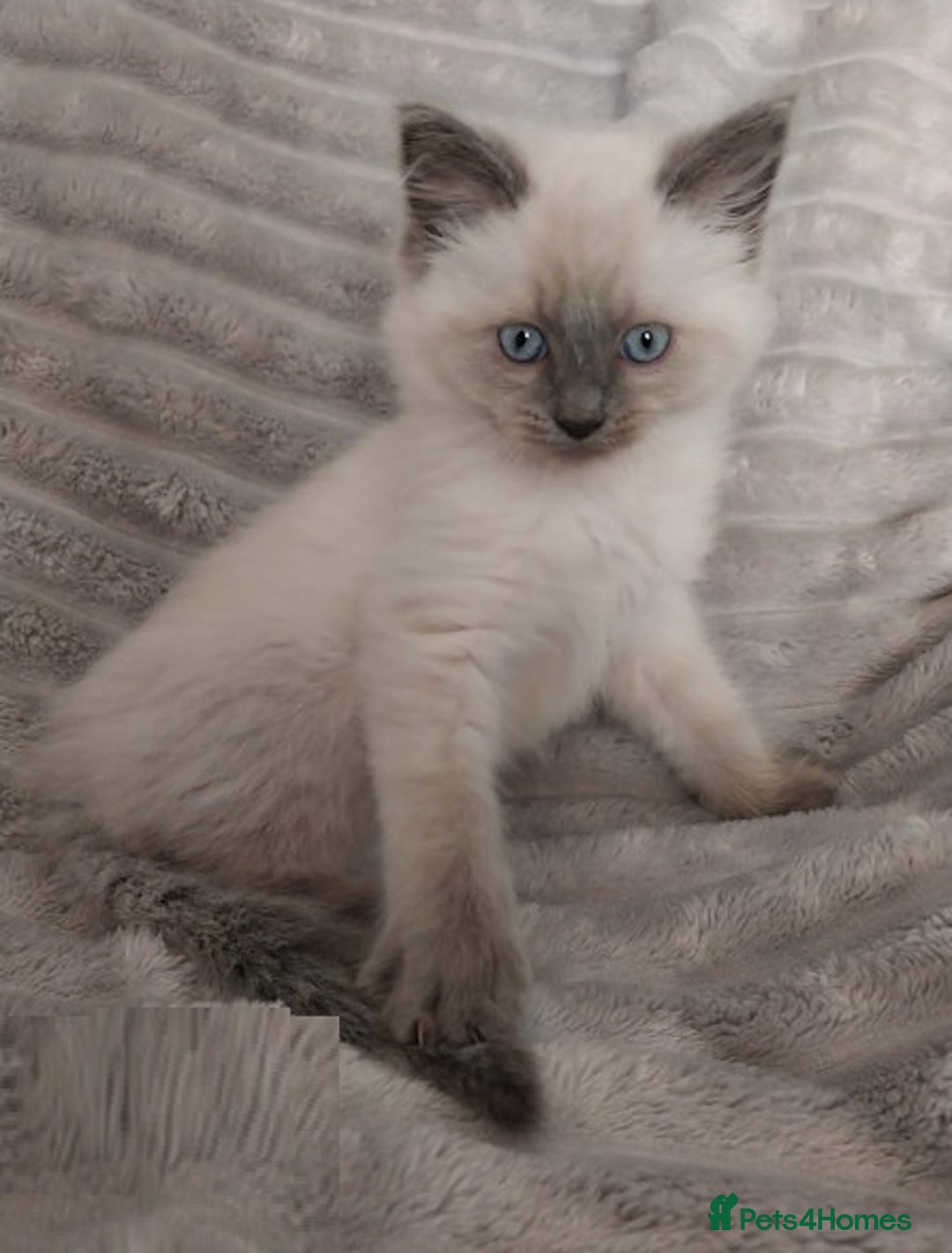 Ragdoll cats for sale: Top quality pure-bred Rag-dolls sweeties - Image 5