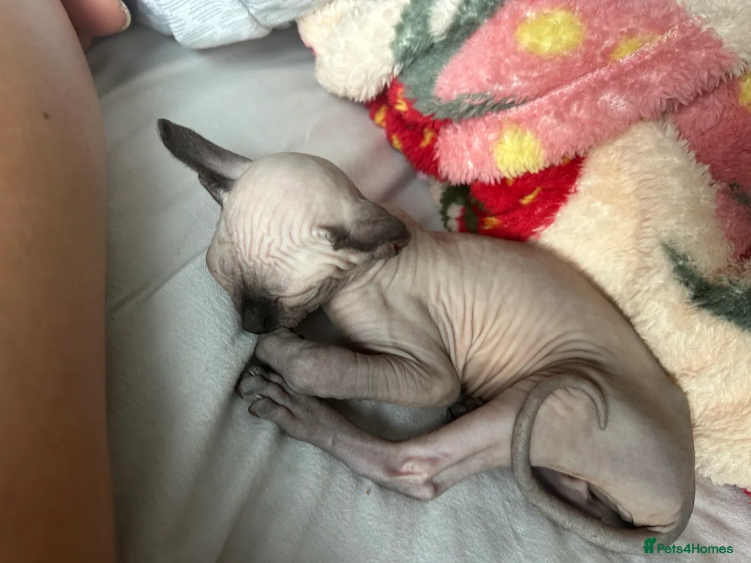 Sphynx cats for sale: Sphynx - Advert 7