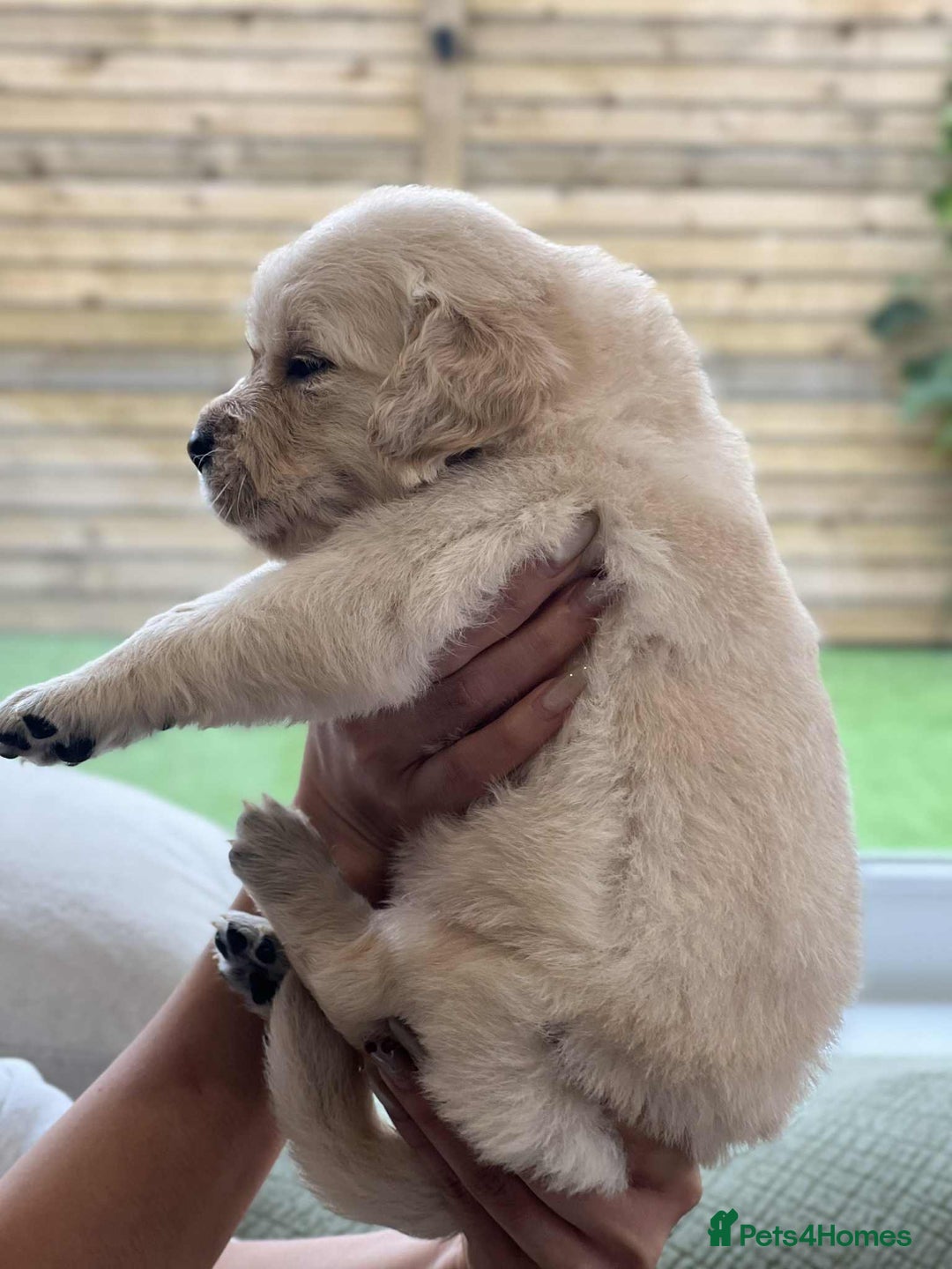 Golden Retriever dogs for sale: Golden Retriever Puppies. Health tested parents. - Image 5