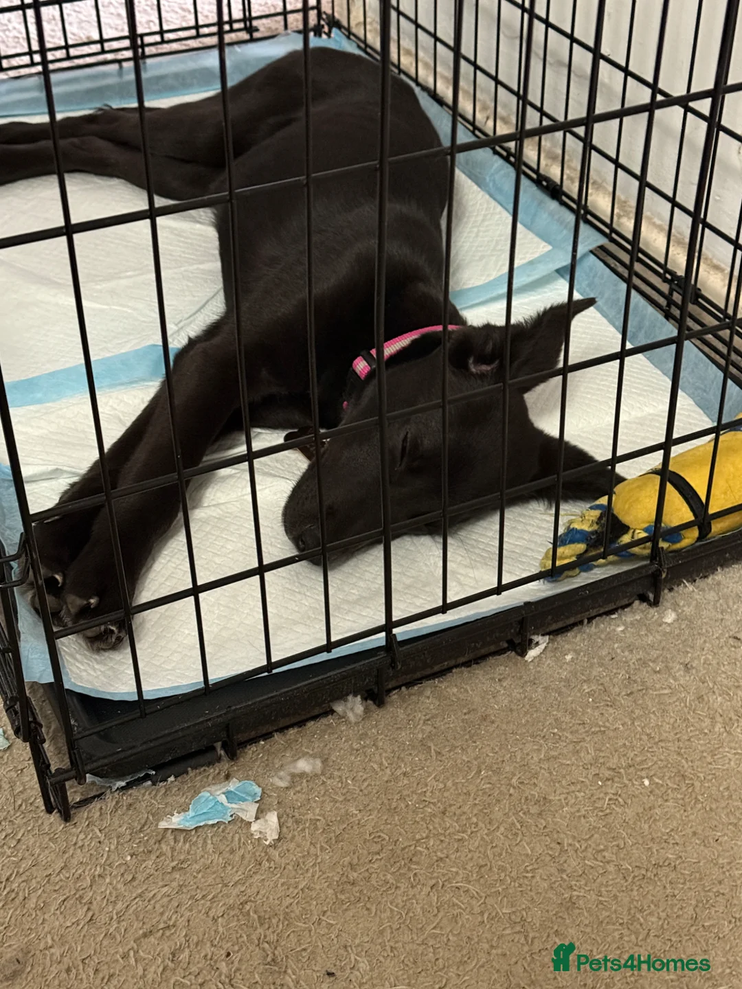 Mixed Breed dogs for sale: Ella (mixed breed) - Advert 3