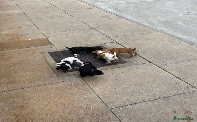 Jack Russell dogs - Advert 5