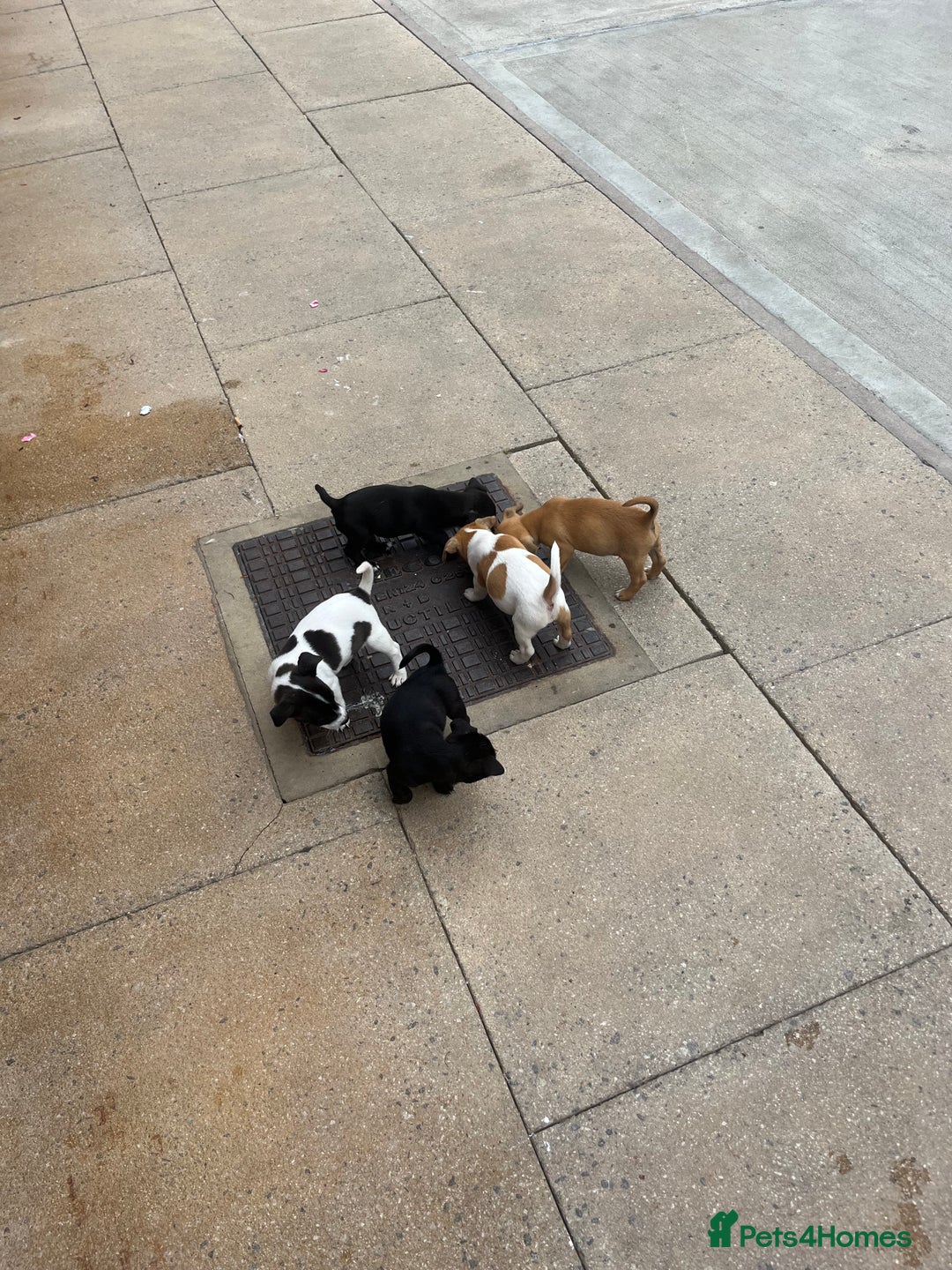 Jack Russell dogs for sale: Jack russsell puppy’s for sale small type - Image 1