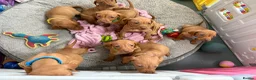 Hungarian Vizsla dogs for sale: Beautiful Kc registered litter available  - Advert 6