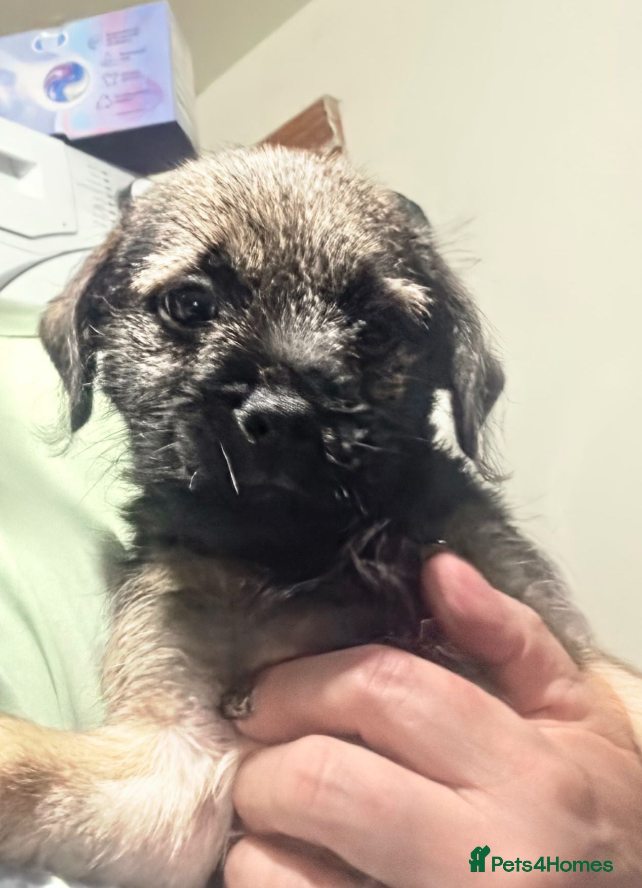 Border Terrier dogs KC Registered Border Terrier Puppies - Advert 2