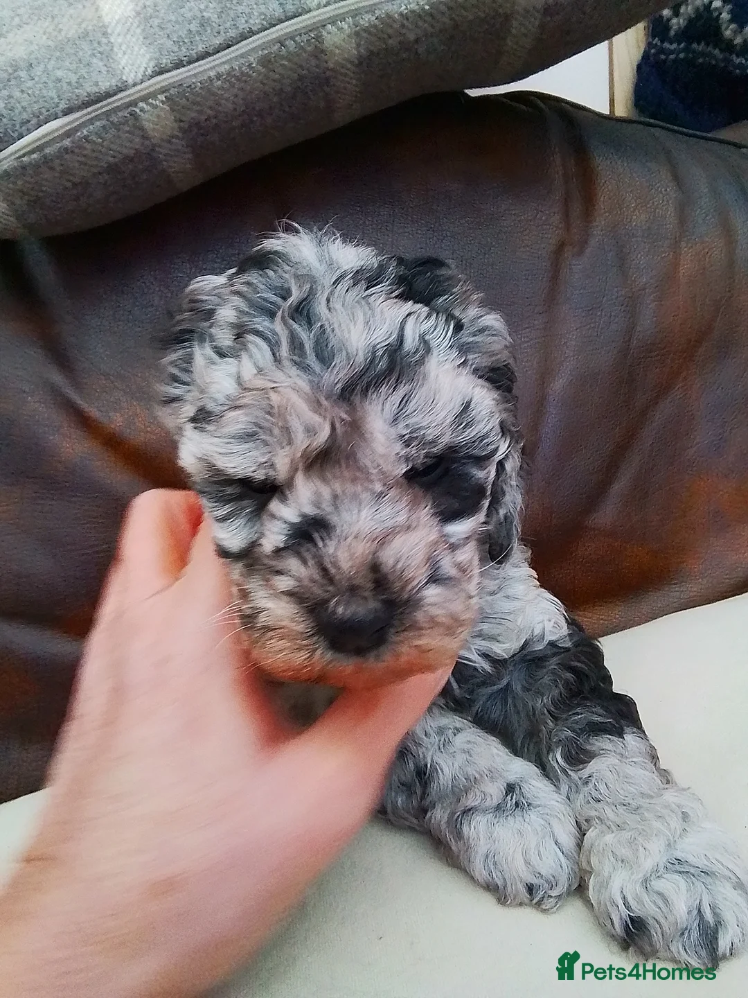 Cockapoo dogs for sale: Stunning cockapoo puppies f1b - Advert 9