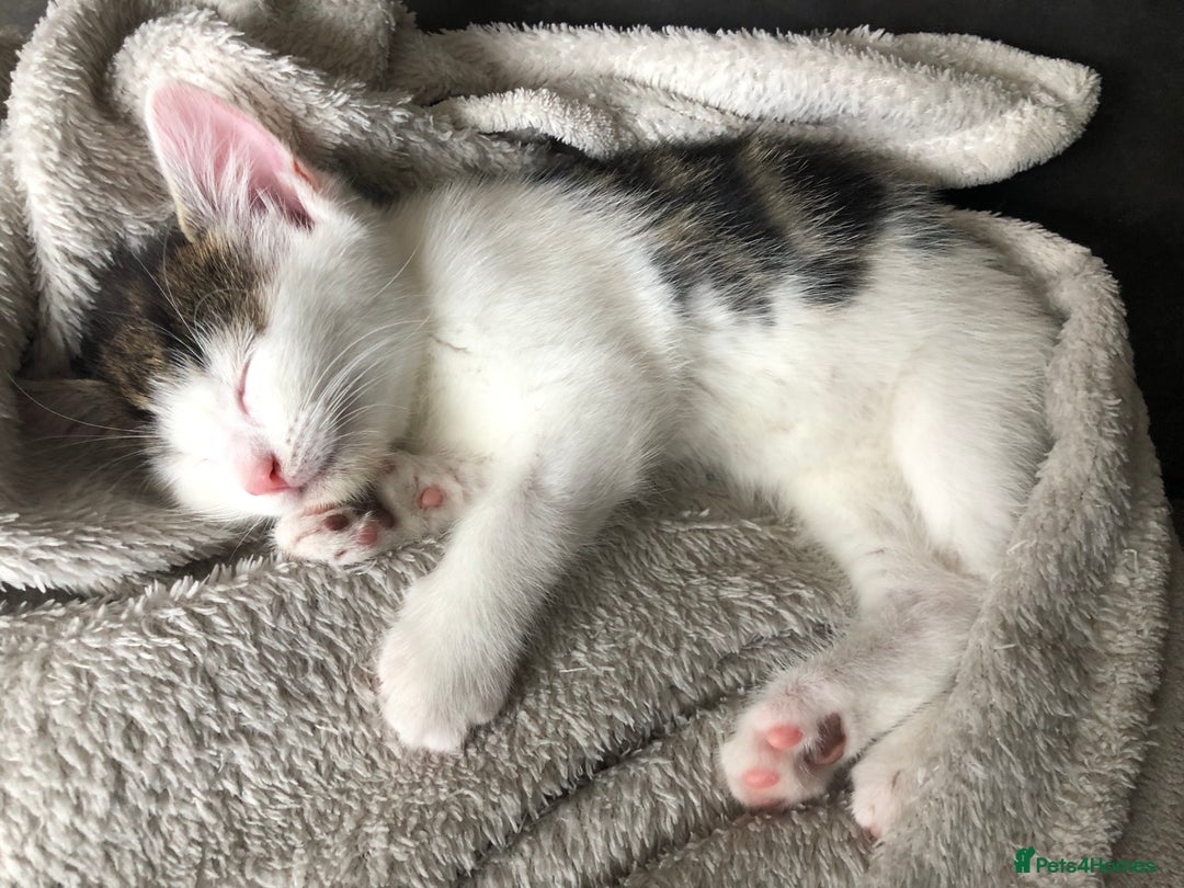 Mixed Breed cats for sale: Beautiful mixed litter  - Image 5