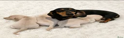Miniature Dachshund dogs for sale: KC reg cream dachshunds  - Advert 2