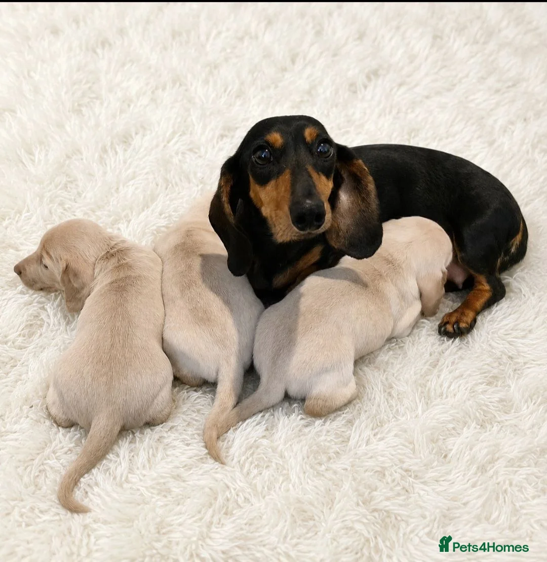 Miniature Dachshund dogs for sale: KC reg cream dachshunds  - Advert 2