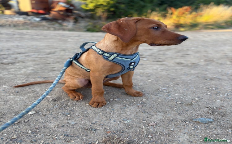 Mixed Breed dogs - Advert 12