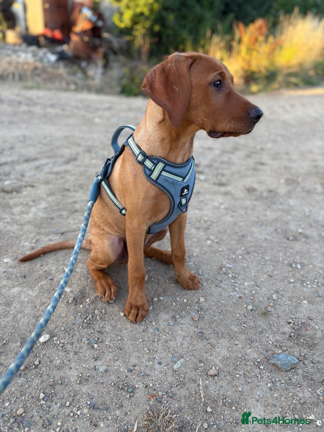Mixed Breed dogs for sale: Vizsla x lab male puppy - Image 1