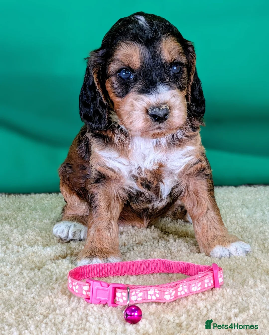 Cockapoo dogs for sale: Your Next Furry Family Member Awaits!  - Advert 9
