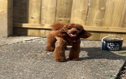 Miniature Poodle dogs for stud:  ⭐️KC PRINCE CHARMING BLUE BOY MINIATURE POODLE⭐️ - Image 6