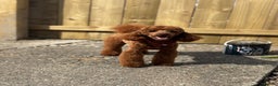 Miniature Poodle dogs for stud:  ⭐️KC PRINCE CHARMING BLUE BOY MINIATURE POODLE⭐️ - Advert 7