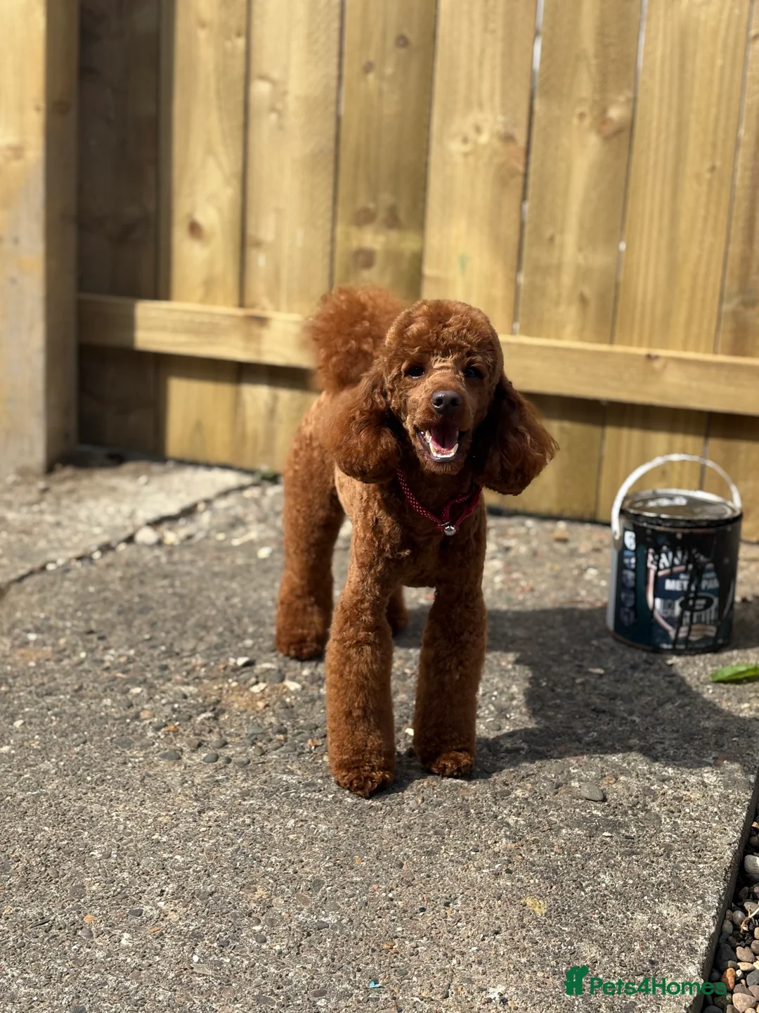 Miniature Poodle dogs for stud:  ⭐️KC PRINCE CHARMING BLUE BOY MINIATURE POODLE⭐️ - Advert 6