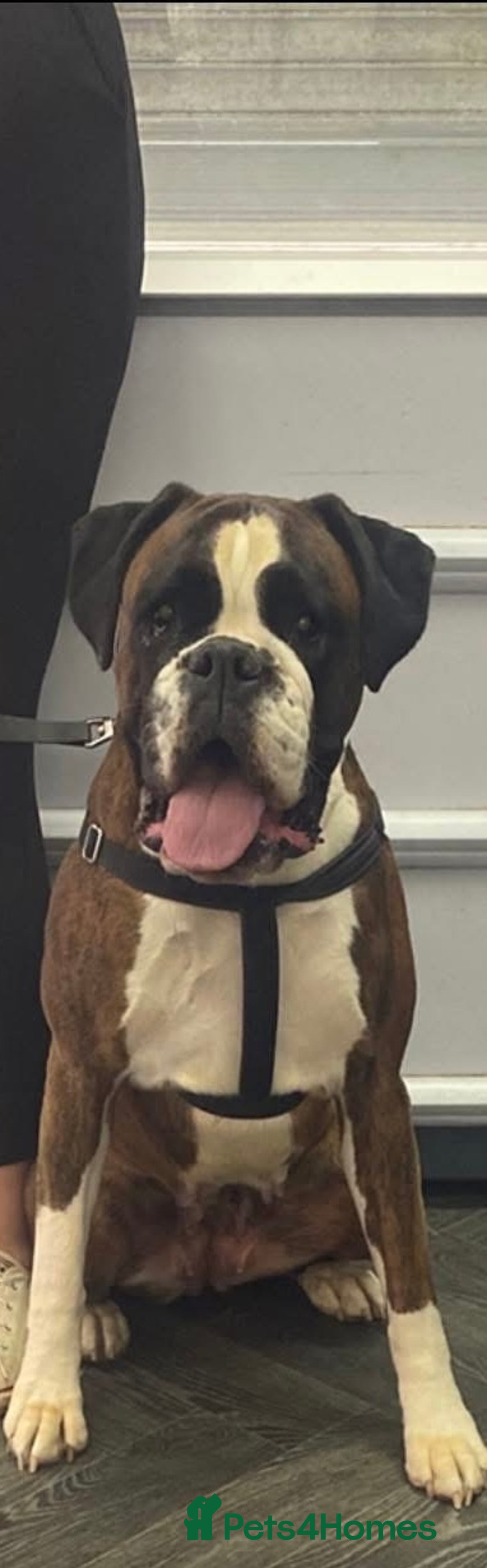 Boxer dogs for sale: Outstanding Boxer puppies (health tested parents) - Image 8
