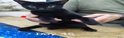 Mixed Breed cats for sale: Mixed sphynx kittens for sale  - Advert 2