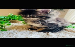 Maine Coon cats for sale: Beautiful GCCF Maine Coon kittens - Advert 22