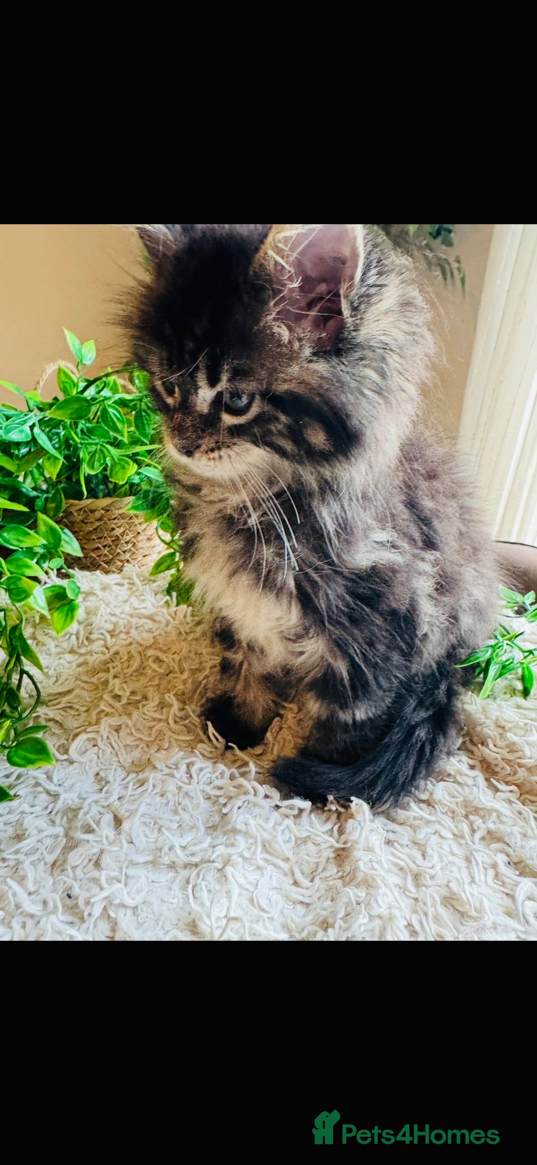 Maine Coon cats for sale: Beautiful GCCF Maine Coon kittens - Advert 22