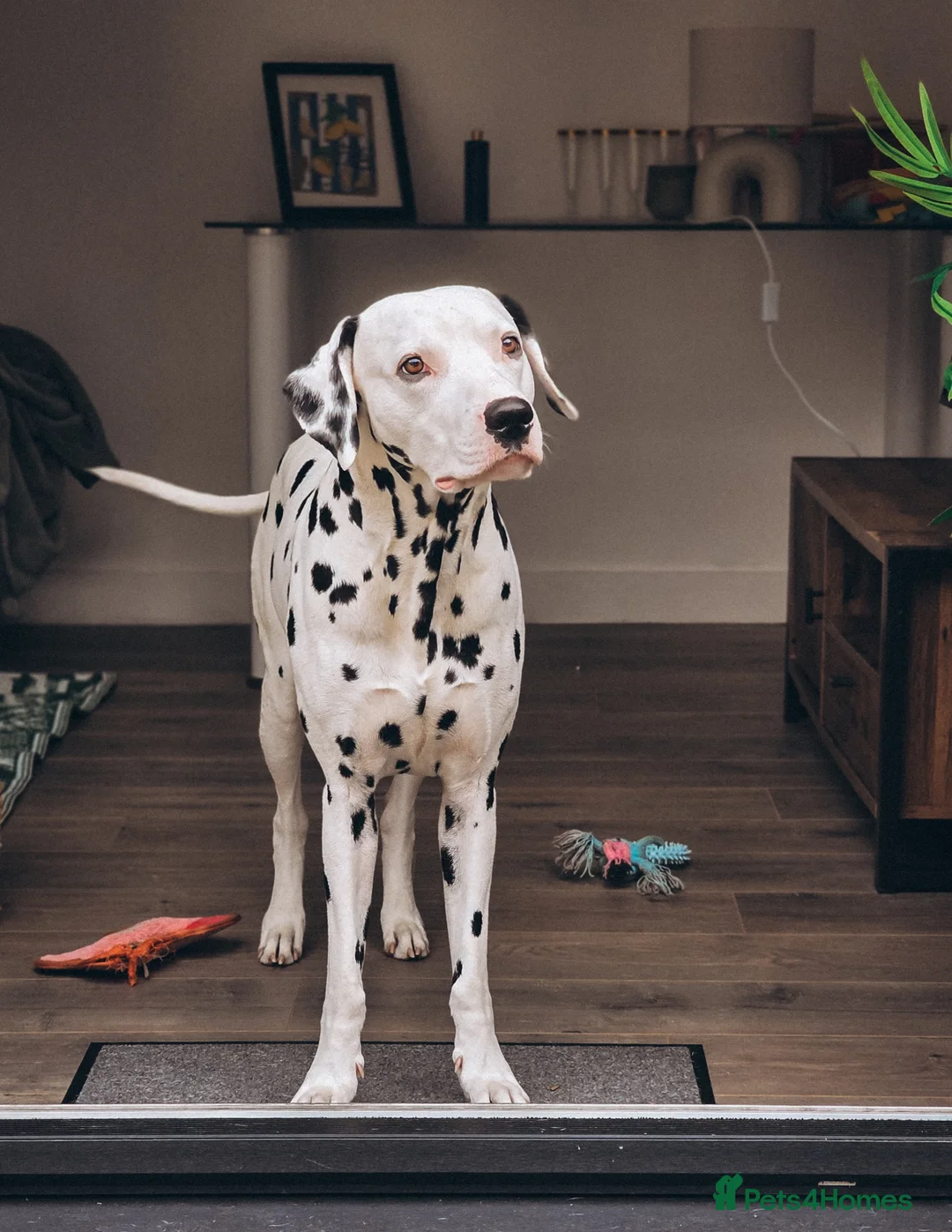Dalmatian dogs for stud: Beautiful Male Dalmatian  - Advert 1