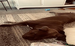 Mixed Breed dogs for sale: Beautiful mixed breed looking for her foreve home. - Image 7