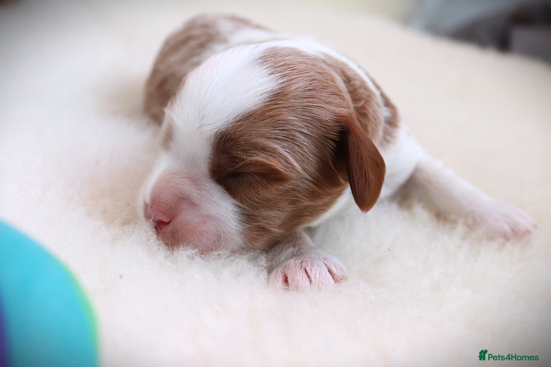 Cavalier King Charles Spaniel dogs for sale: 🌟Rare F1b Reverse Cavapoo(3/4 Cavalier1/4 Poodle) - Image 21
