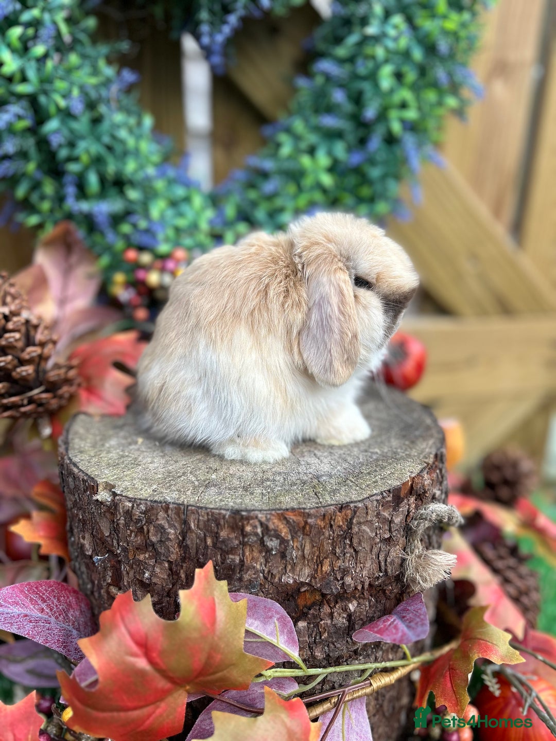 Mini Lop rabbits for sale: ⭐ PEDIGREE MINI LOP BABY BUNNIES ⭐  - Advert 9