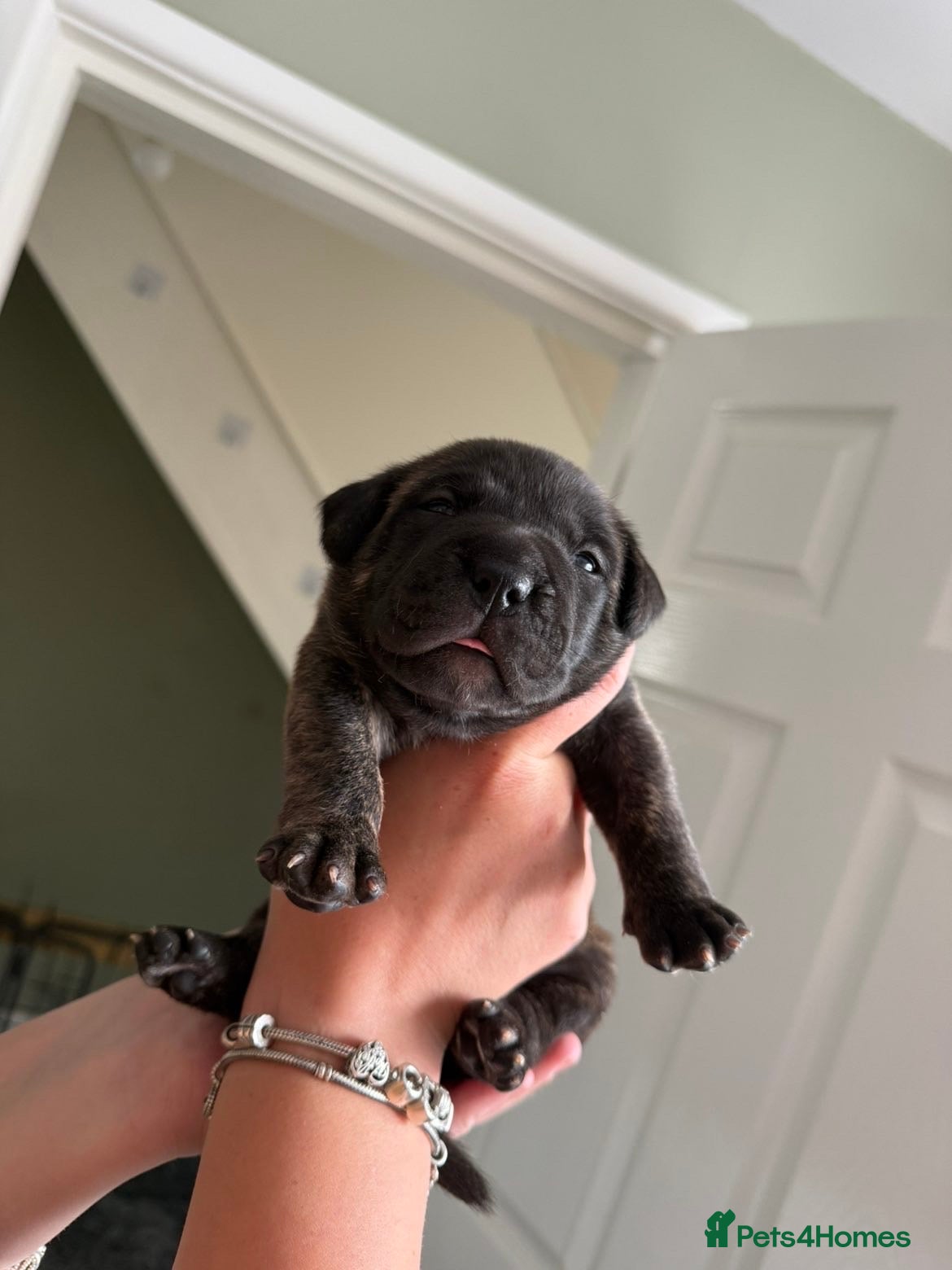 Presa Canario dogs Presa canario pups  - Advert 1