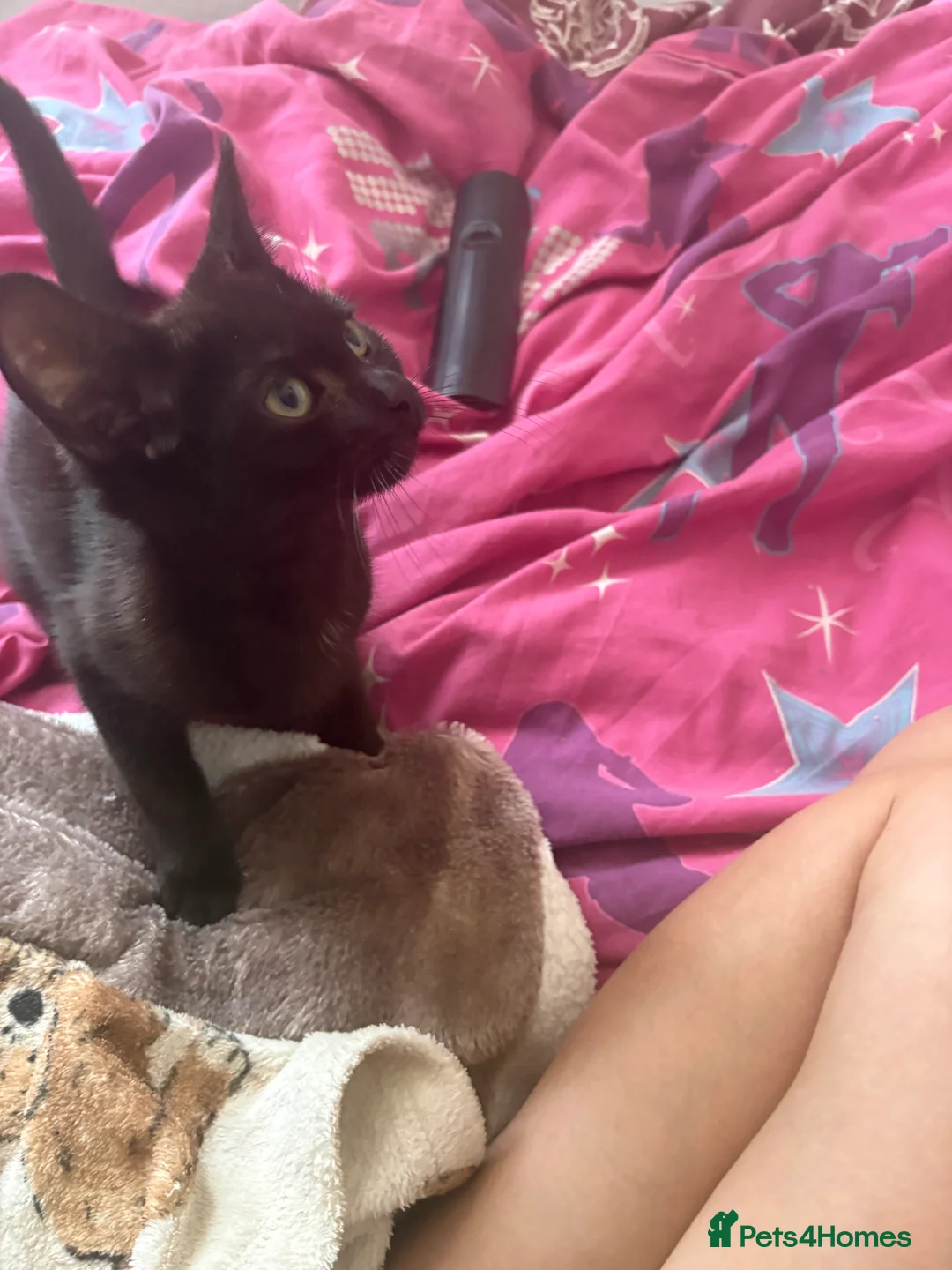 Mixed Breed cats for sale: Kittens looking for a forever home - Advert 29