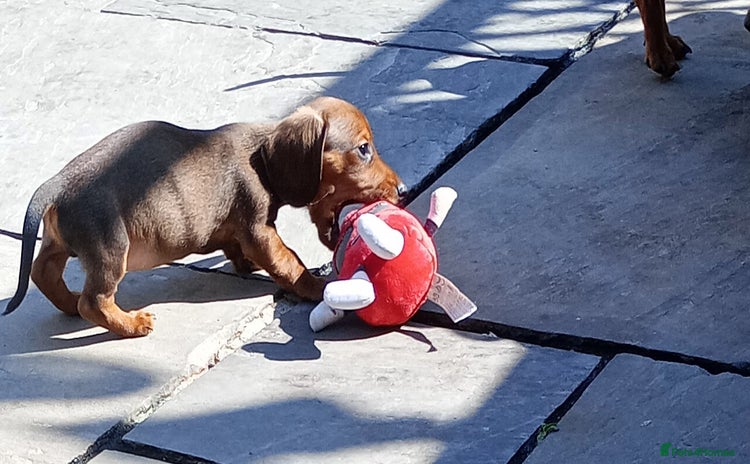 Miniature Dachshund dogs - Advert 15