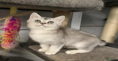 British Shorthair cats - Advert 6
