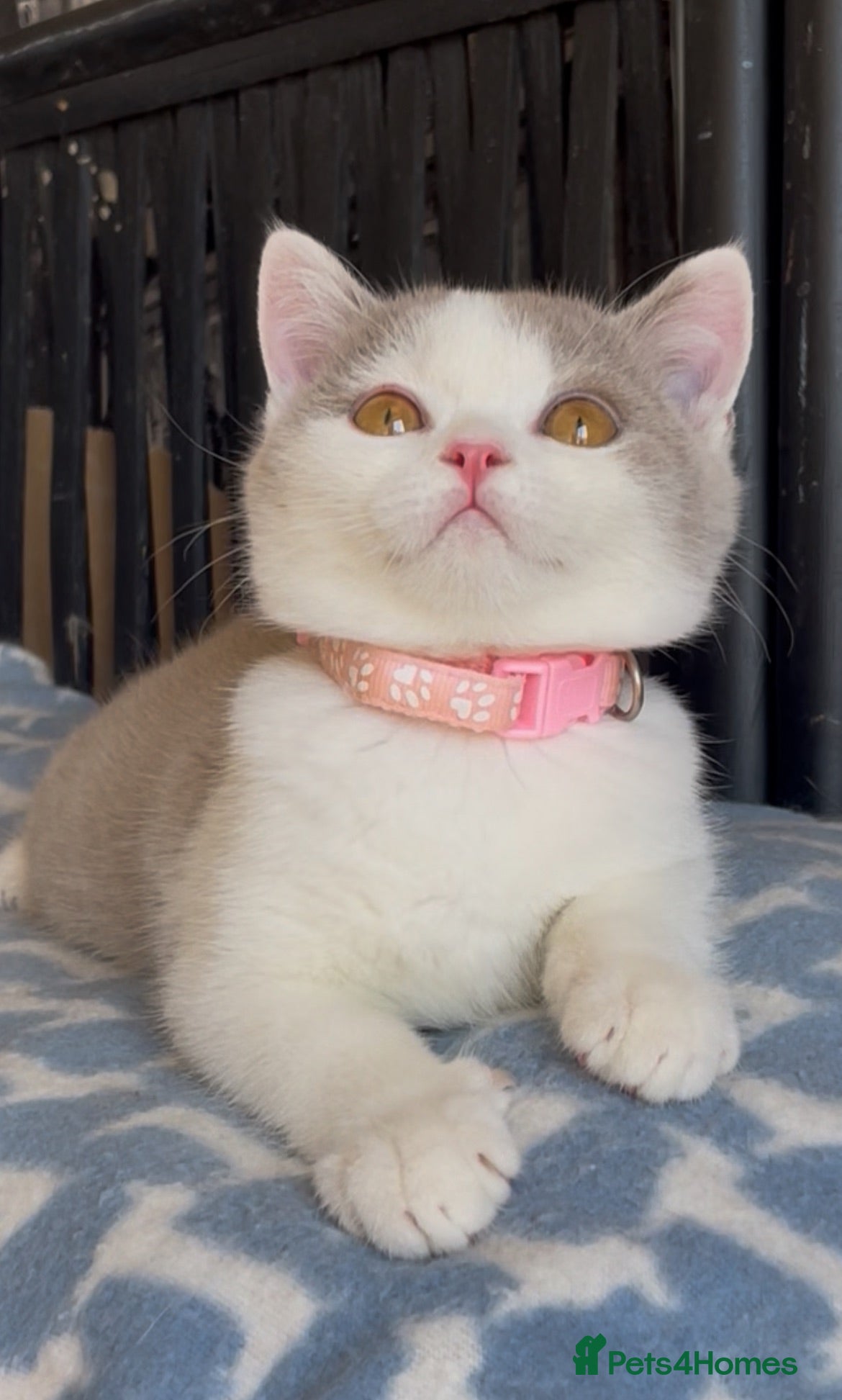 British Shorthair cats Beautiful BSH champion line lilac white boys  - Advert 1
