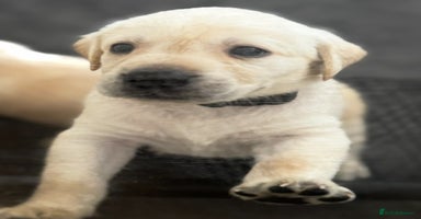 Labrador Retriever dogs - Advert 4