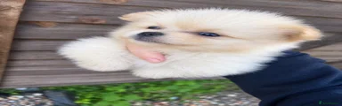 Pomeranian 1