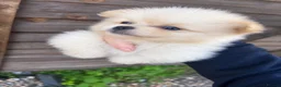 Pomeranian dogs for sale: 3 stunning Pomeranian puppies for sale  - Advert 11