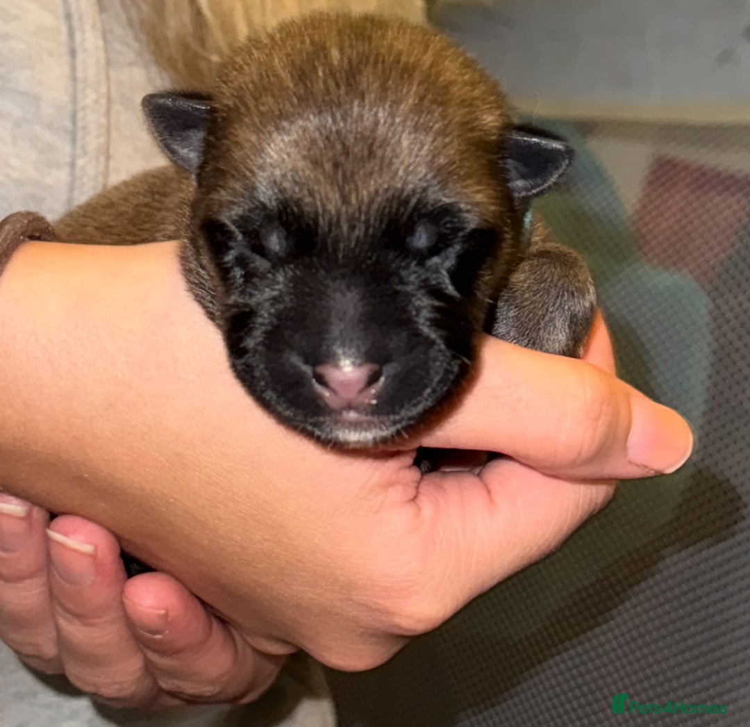 Mixed Breed dogs for sale: Belgian malinois x German Shepherd puppies  - Advert 9