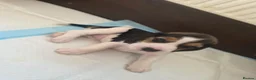 Beagle dogs for sale: Beautiful Beagle Puppies Looking For A Loving Home - Advert 11