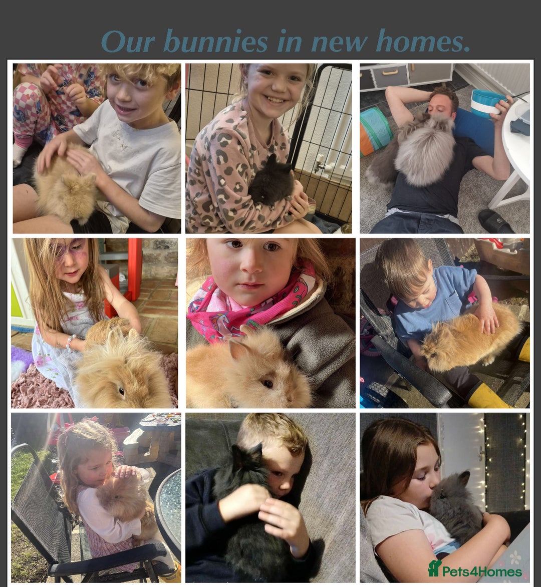 Lionhead rabbits for sale: BEAUTIFUL BABY LIONHEAD BUNNIES  - Advert 2