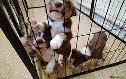 Welsh Collie dogs for sale: Tri colour Welsh collies  - Image 2