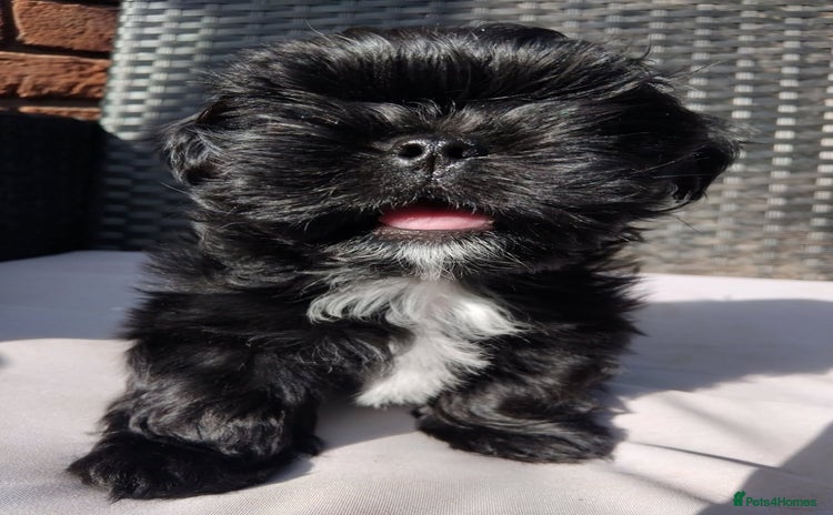 Shih Tzu dogs - Advert 1