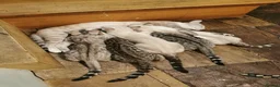 Bengal cats for sale:  Silver, Snow & brown Spotted Bengal Kittens - Advert 1