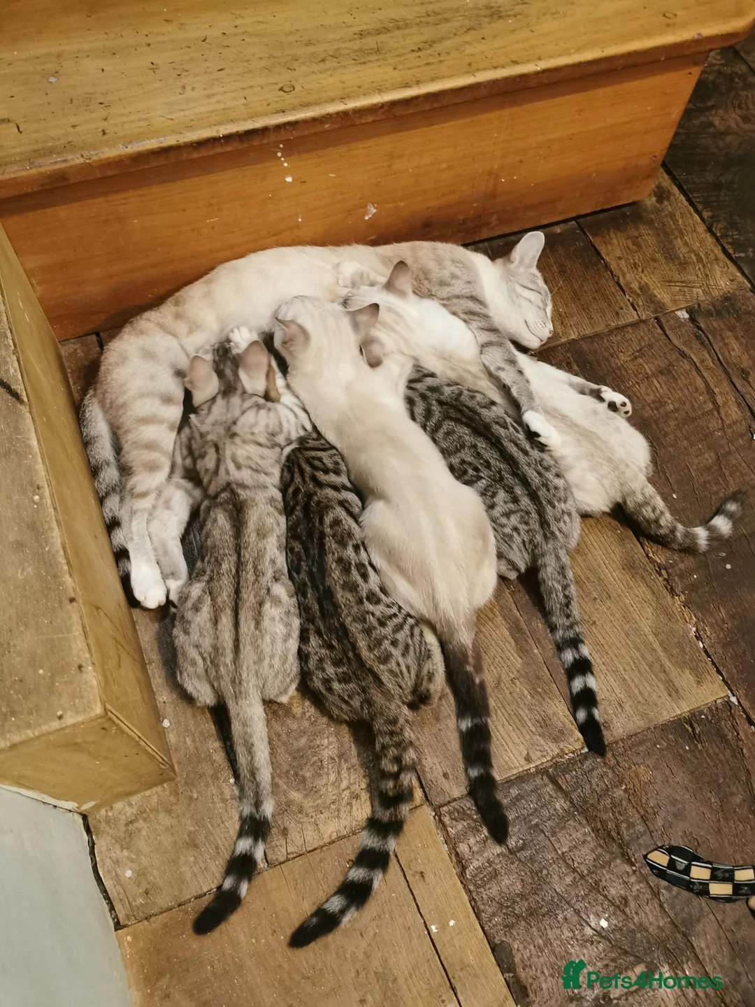 Bengal cats for sale:  Silver, Snow & brown Spotted Bengal Kittens - Advert 1