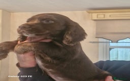 Cocker Spaniel dogs for sale: Cocker Spaniel puppies  - Image 4