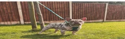 French Bulldog dogs for sale: Stunning Frenchie pups  - Advert 13