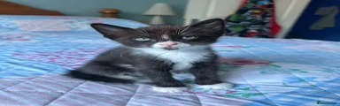 Male black and white kitten