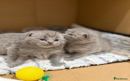 British Shorthair cats for sale: Chunky British shorthair kitten Champion Bloodline - Image 2