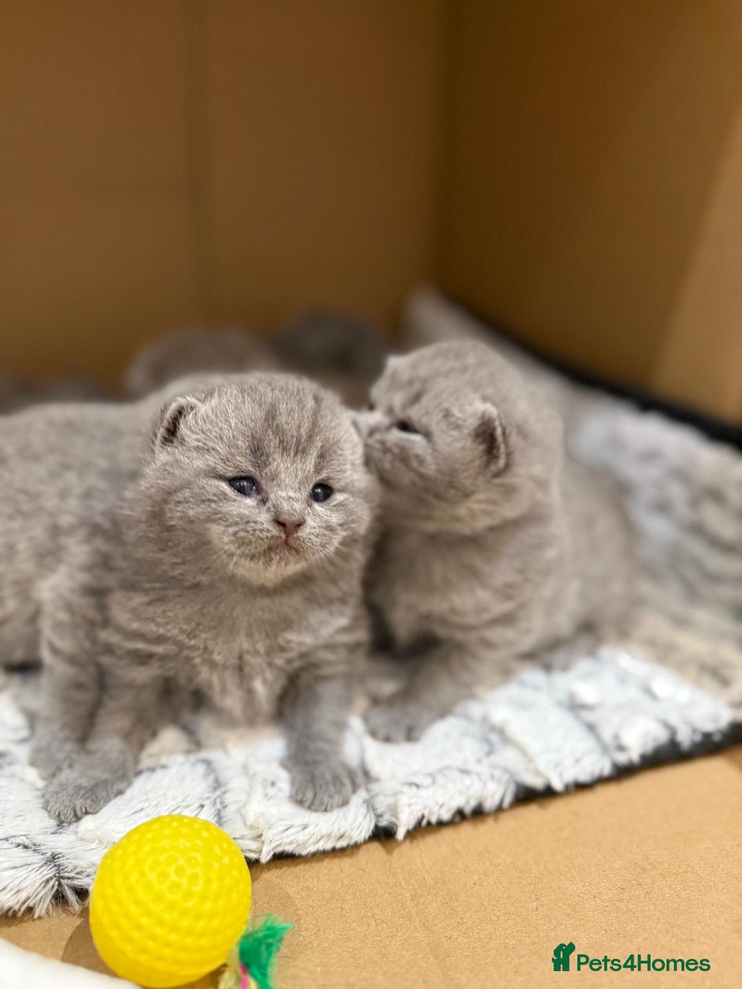 British Shorthair cats for sale: Chunky British shorthair kitten Champion Bloodline - Image 2