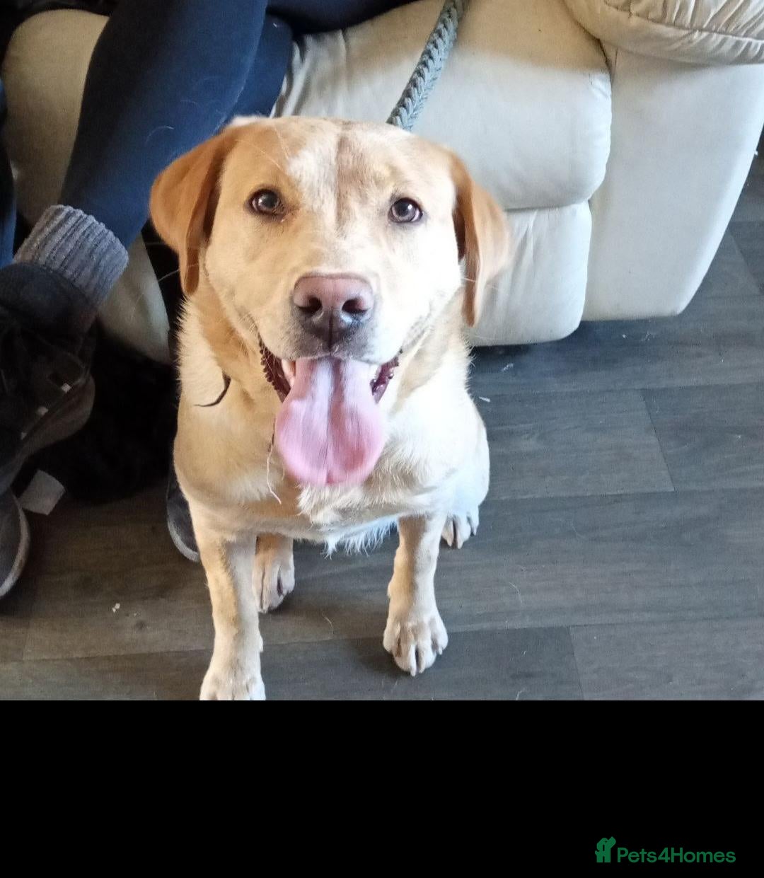 Labrador Retriever dogs 🐾💙 HANDSOME  LABRADOR RETRIEVER BOYS 💙🐾 - Advert 11
