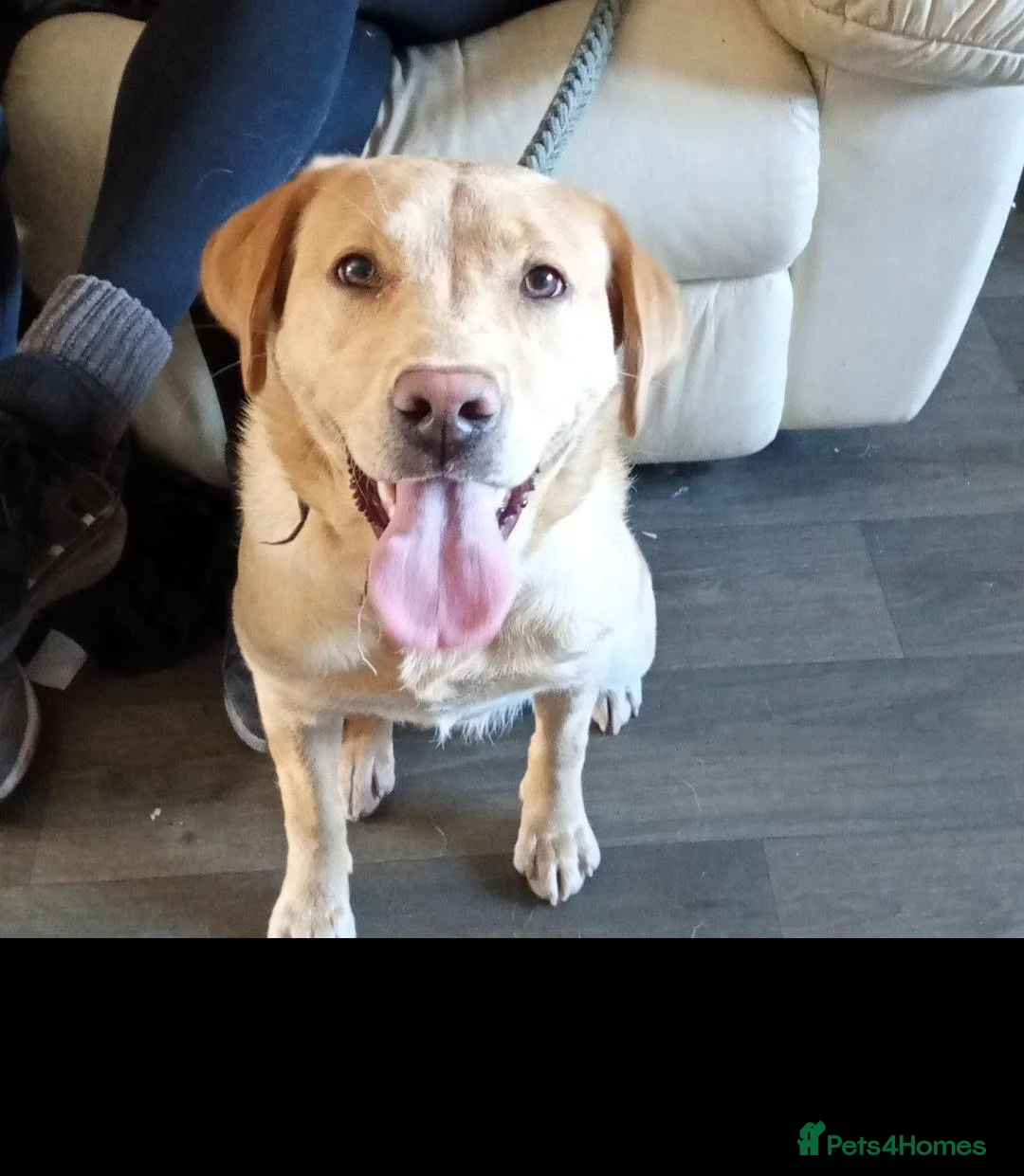 Labrador Retriever dogs for sale: 🐾💙 HANDSOME  LABRADOR RETRIEVER BOYS 💙🐾 - Advert 1